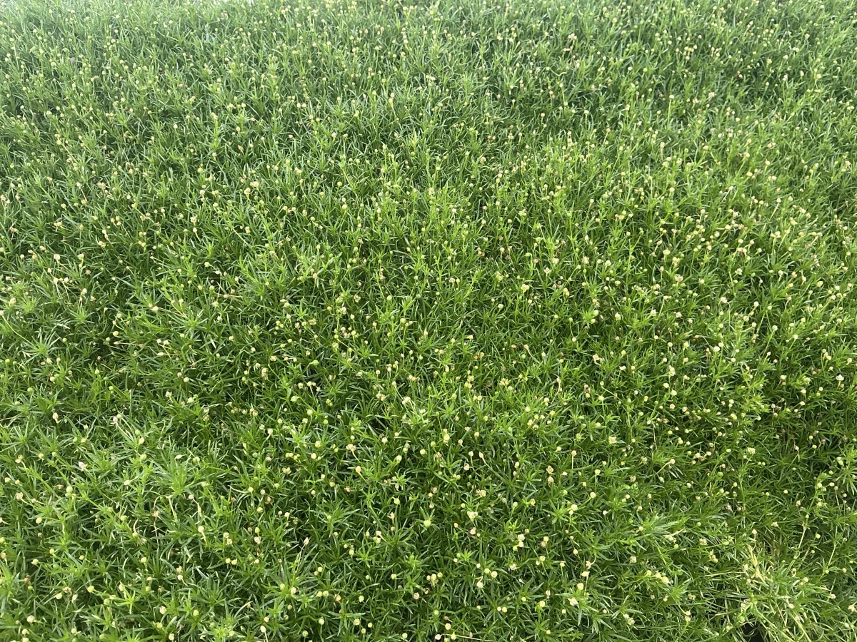Irish Moss