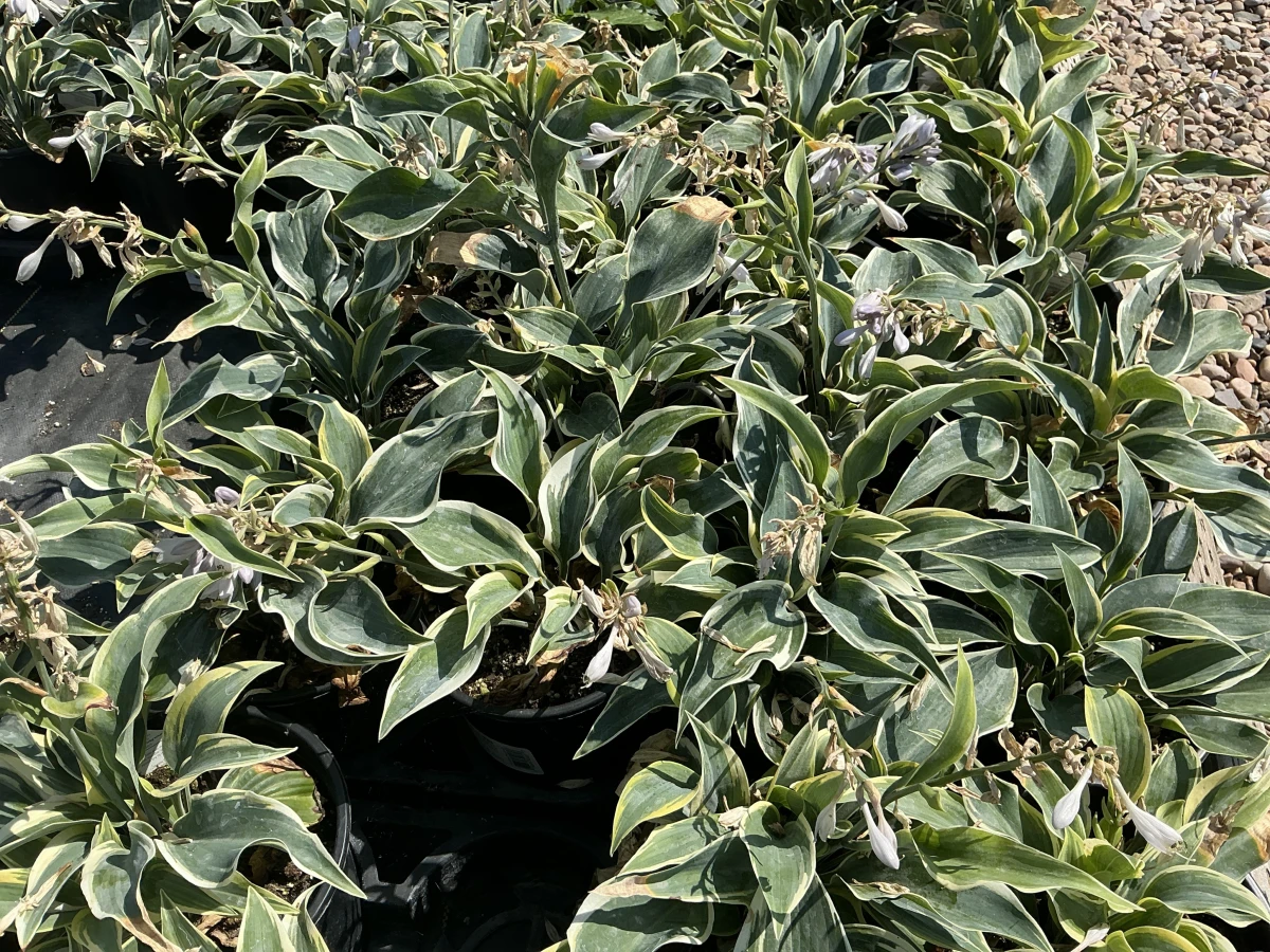 Plantain Lily