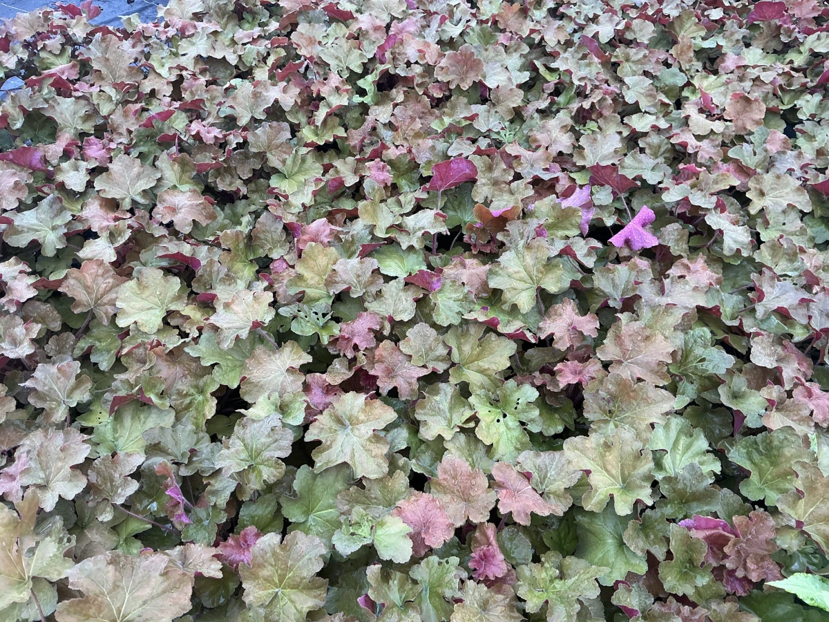 Coral Bells