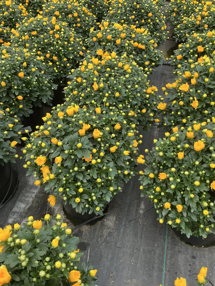 Garden Mum
