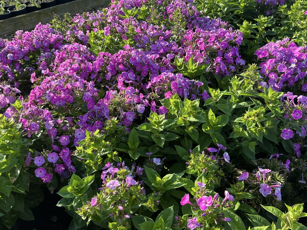 Garden Phlox
