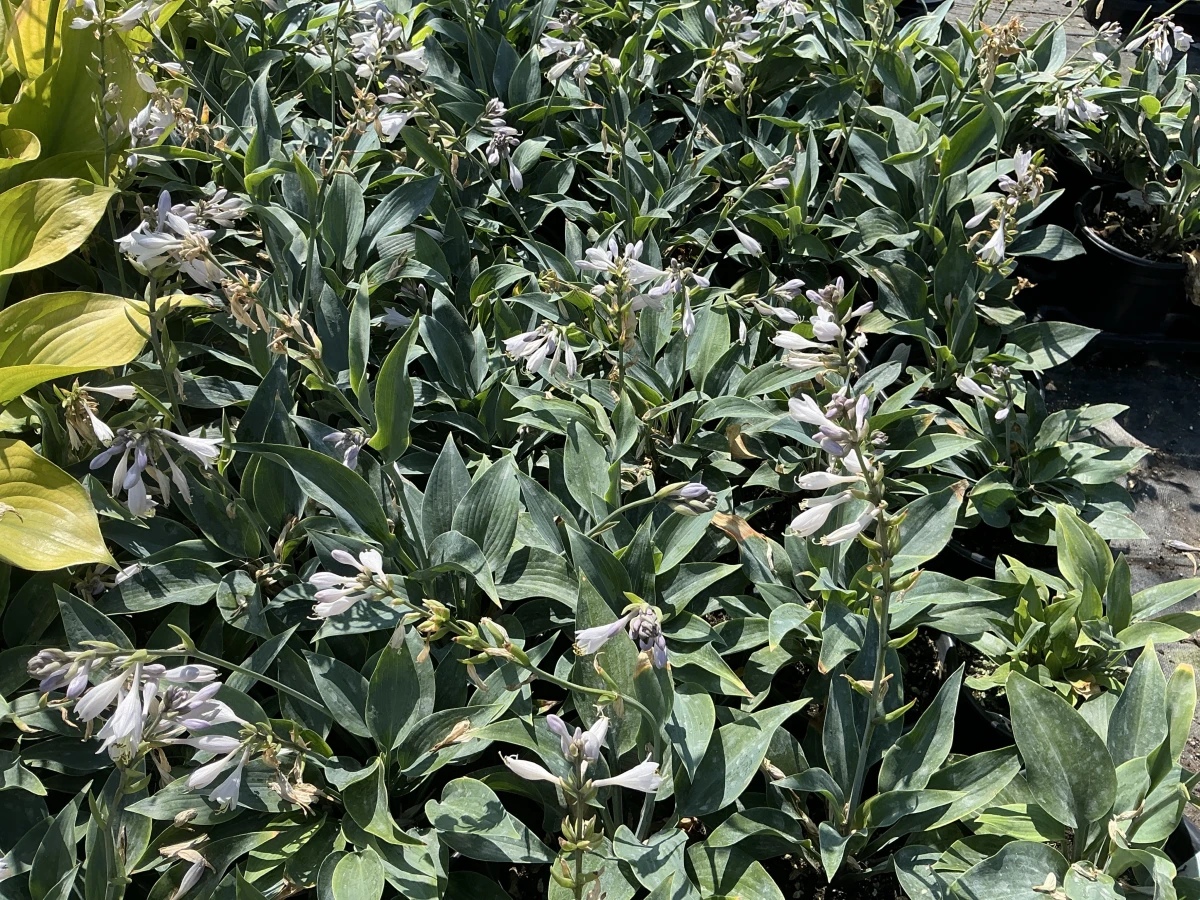 Plantain Lily