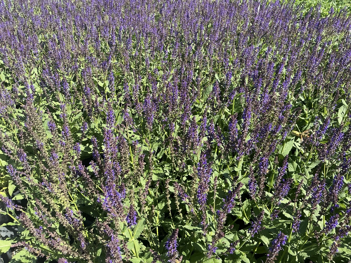 Meadow Sage