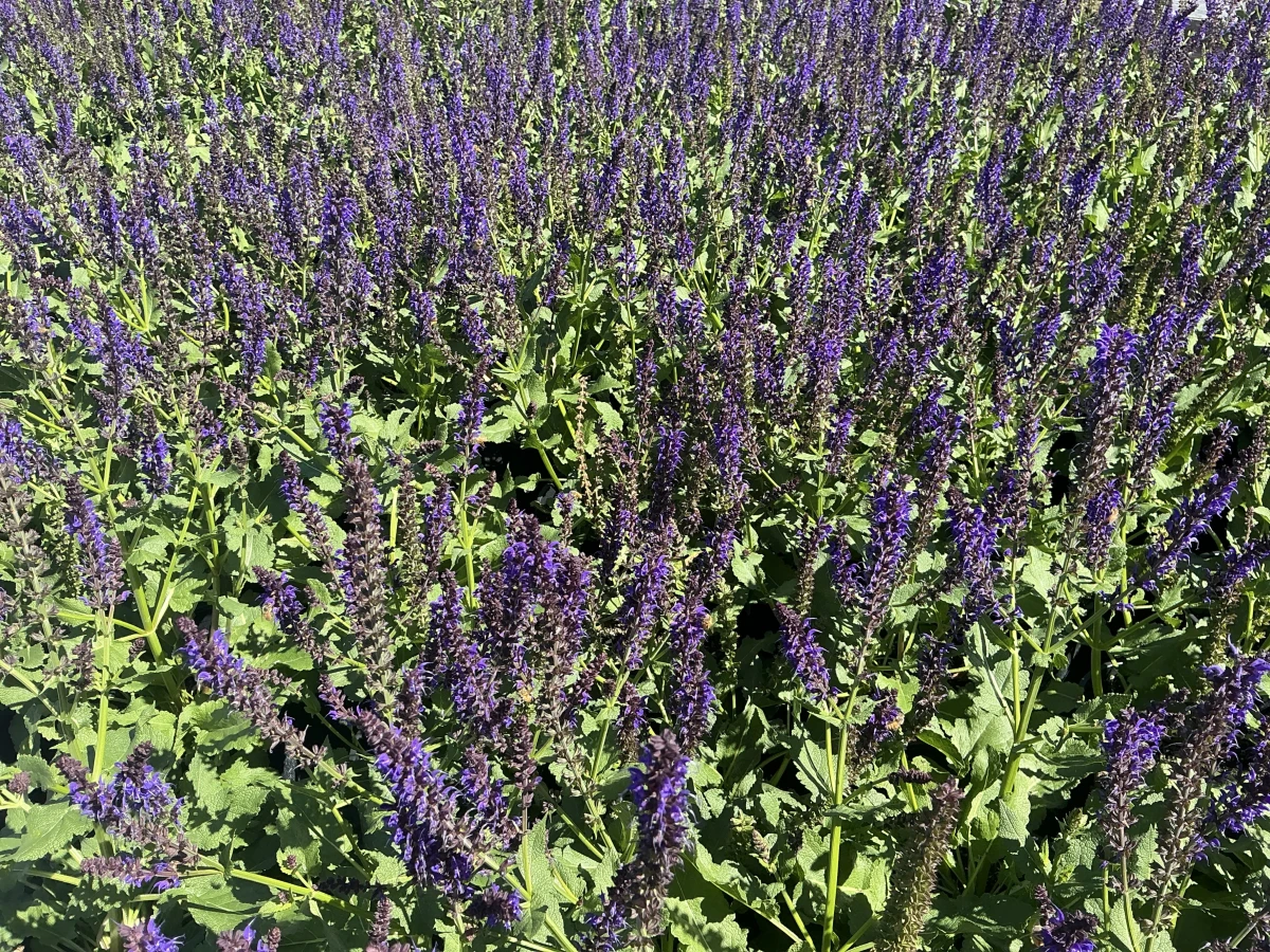 Meadow Sage