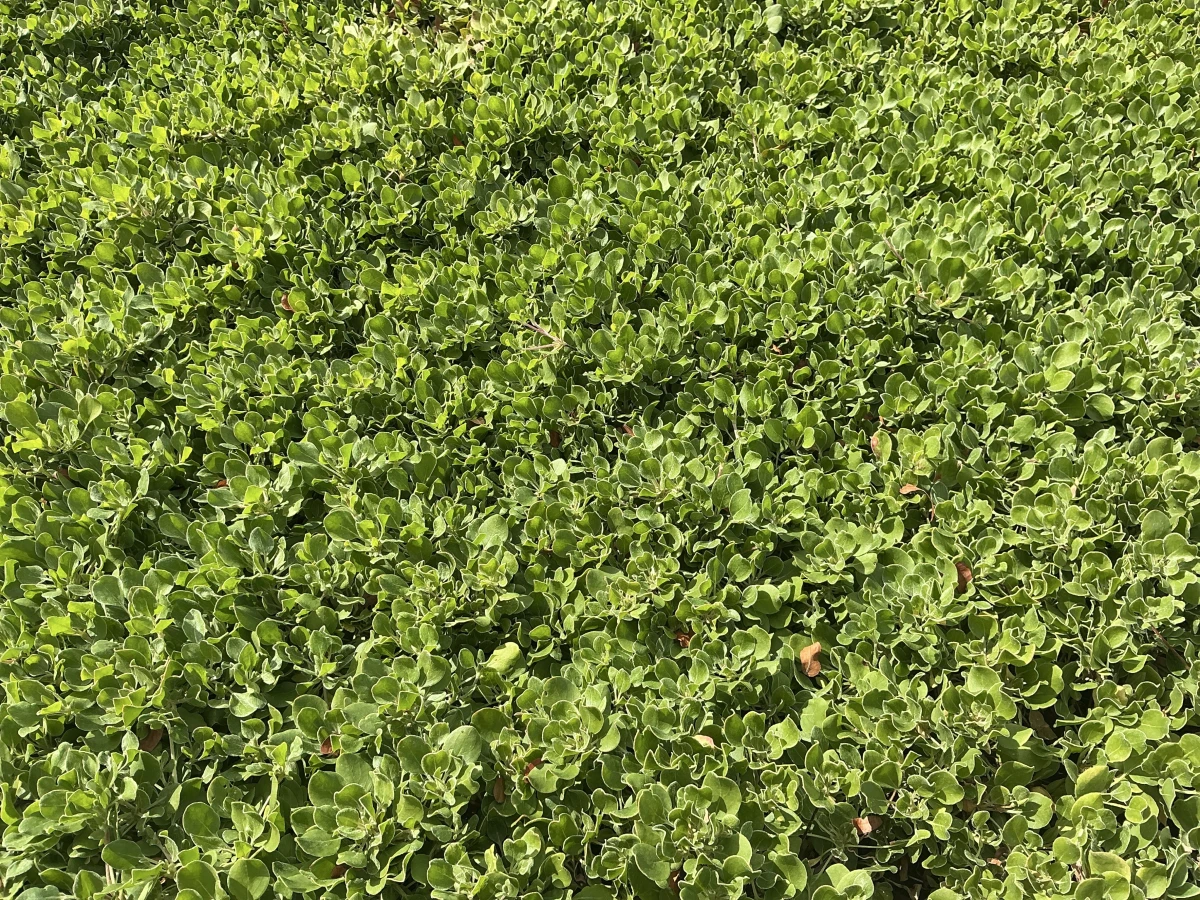 Sulphur Buckwheat