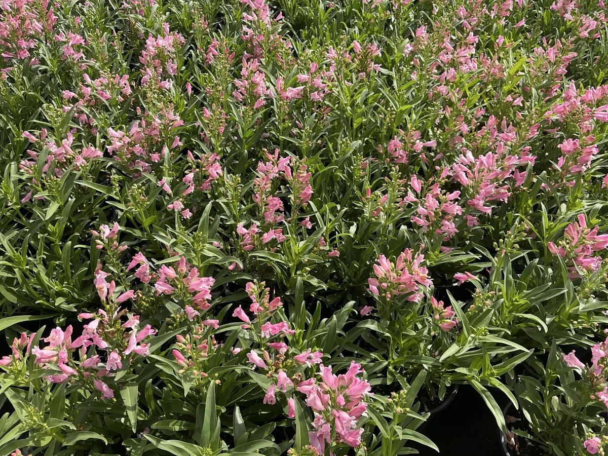 Beardtongue
