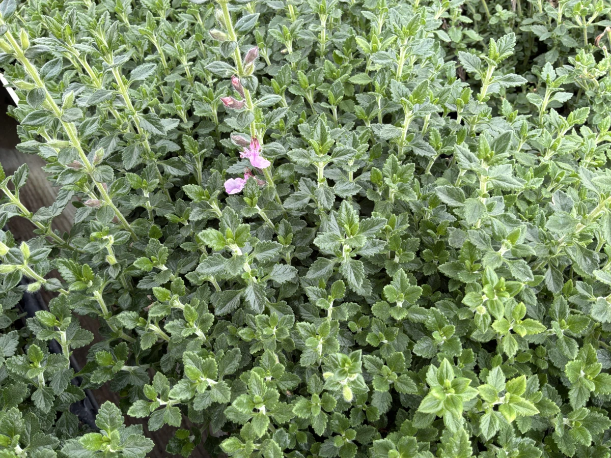 Germander