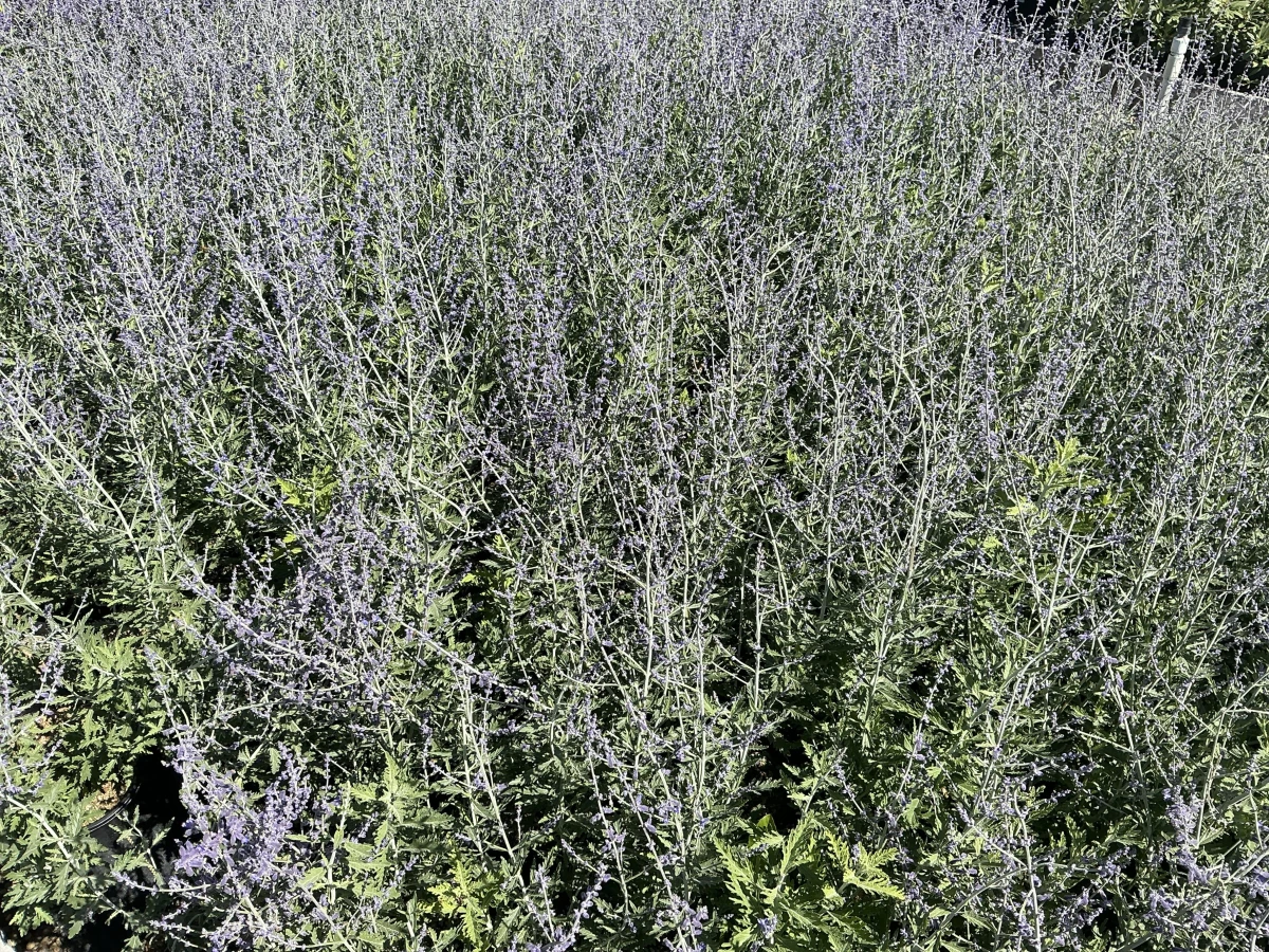 Russian Sage