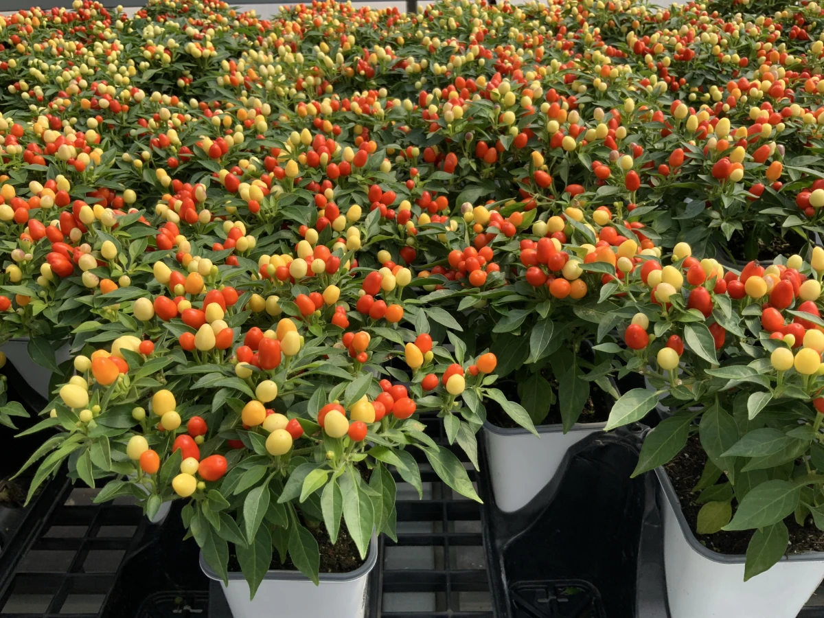 Annual Ornamental Pepper