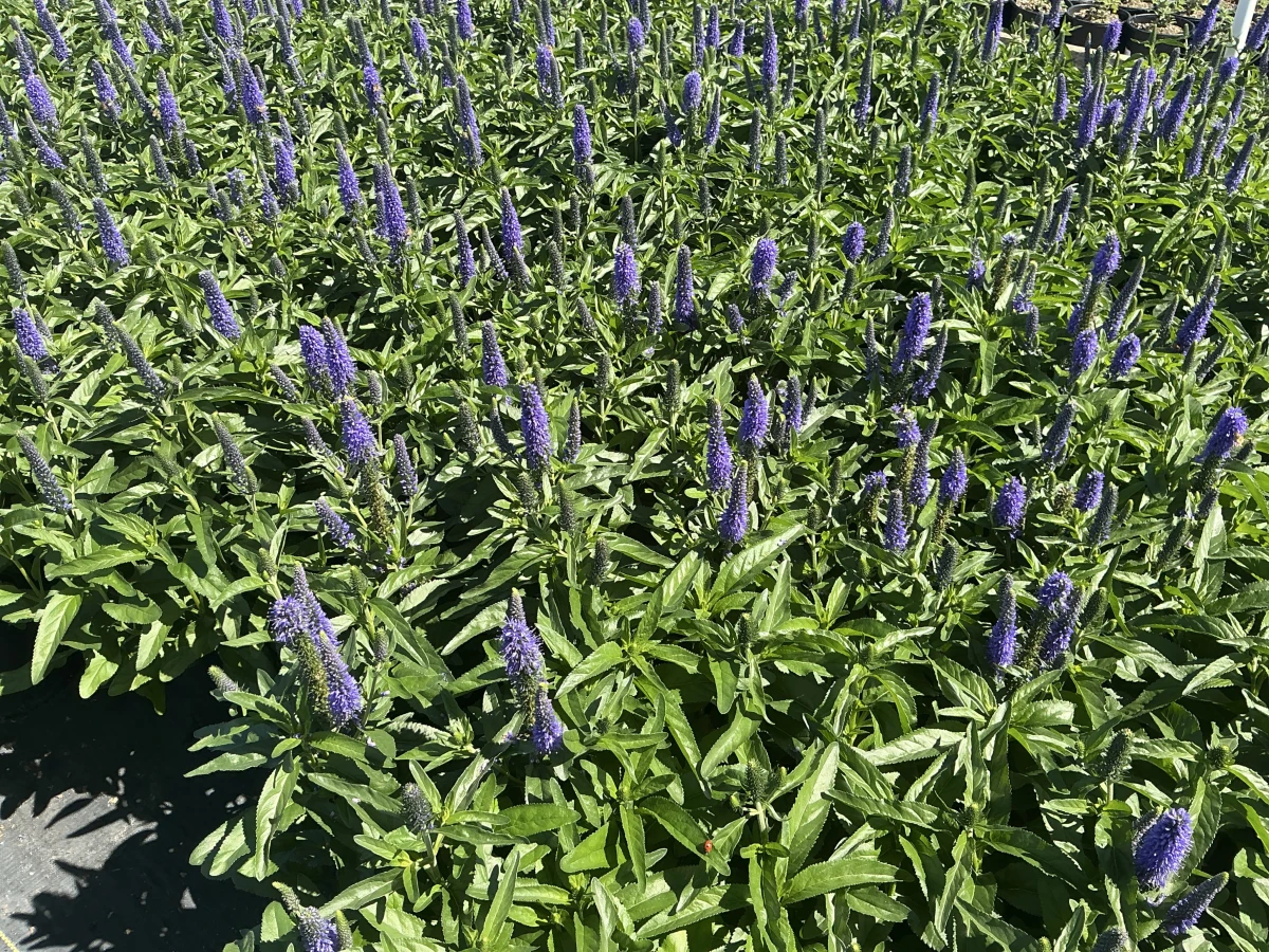 Speedwell