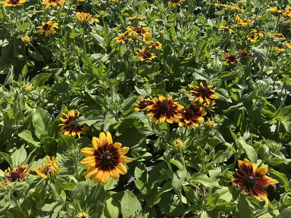 Black-Eyed Susan