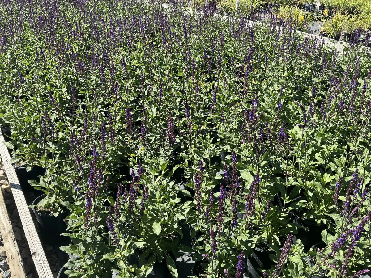 Meadow Sage