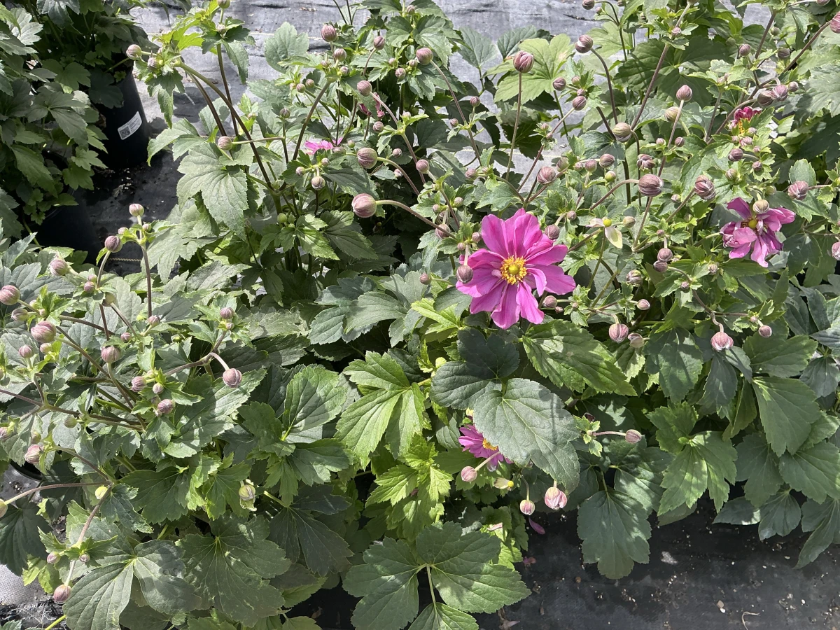 Windflower