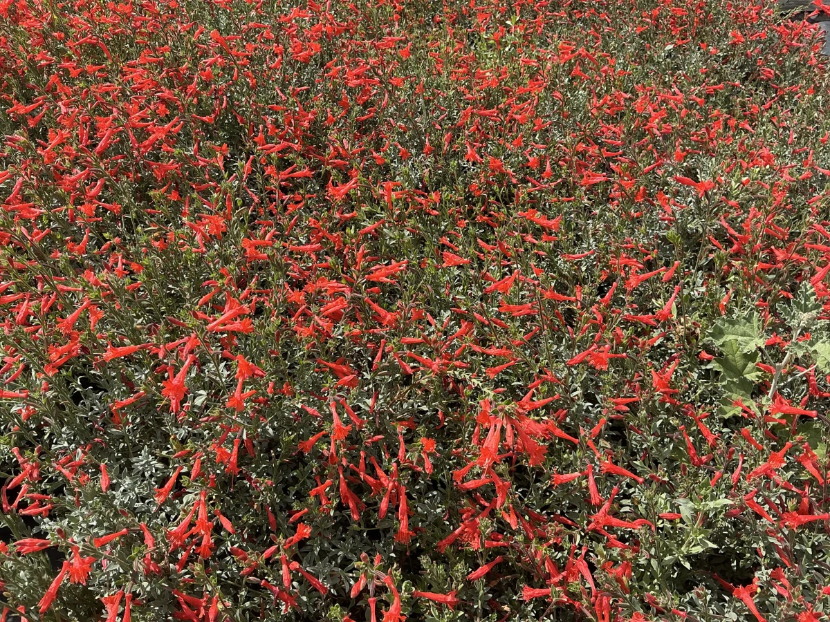 California Fuchsia *TRIAL*