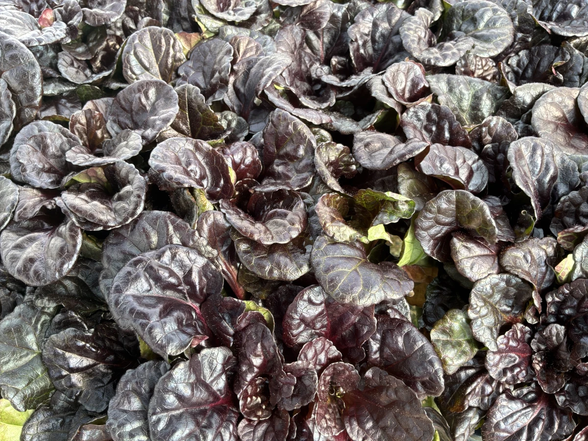 Bugleweed
