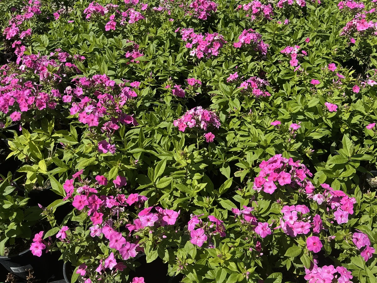 Garden Phlox