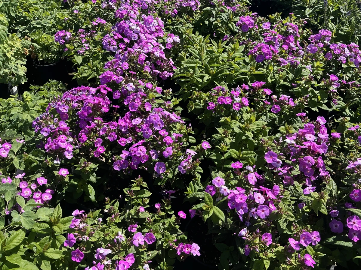 Garden Phlox