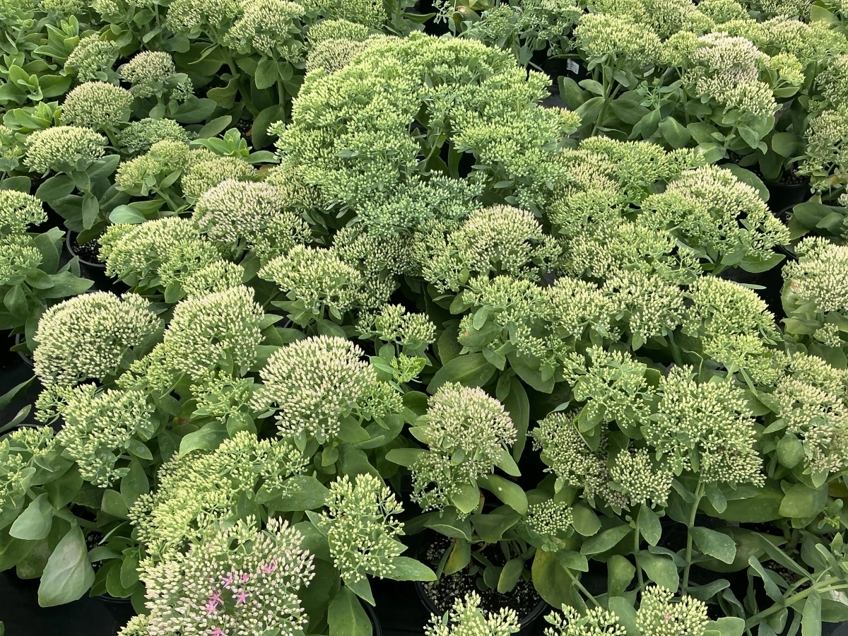 Stonecrop