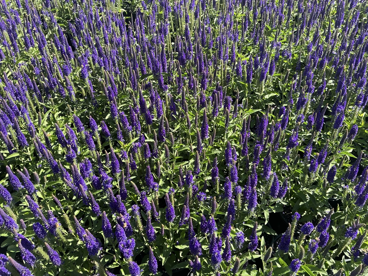 Speedwell