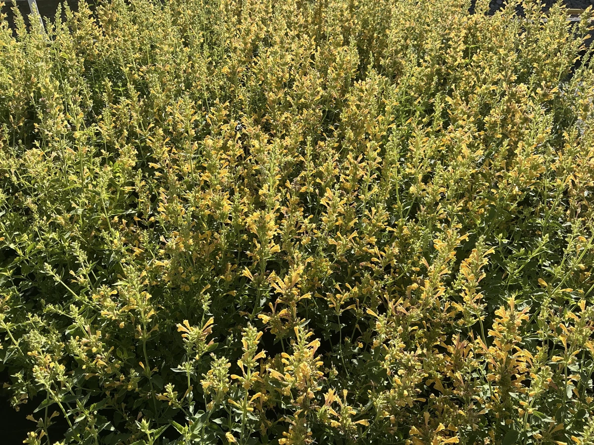 Hyssop, Hummingbird Mint