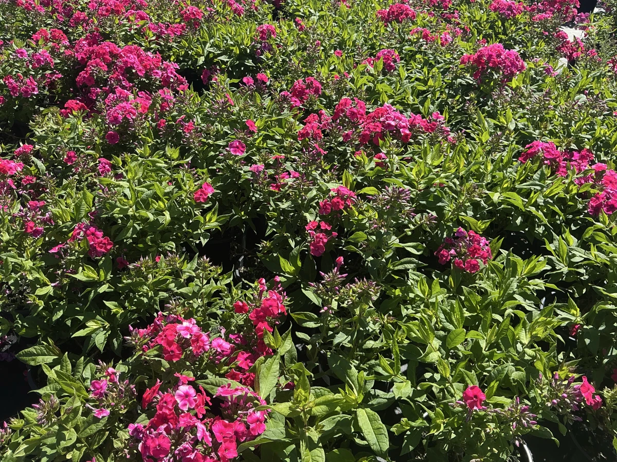 Garden Phlox