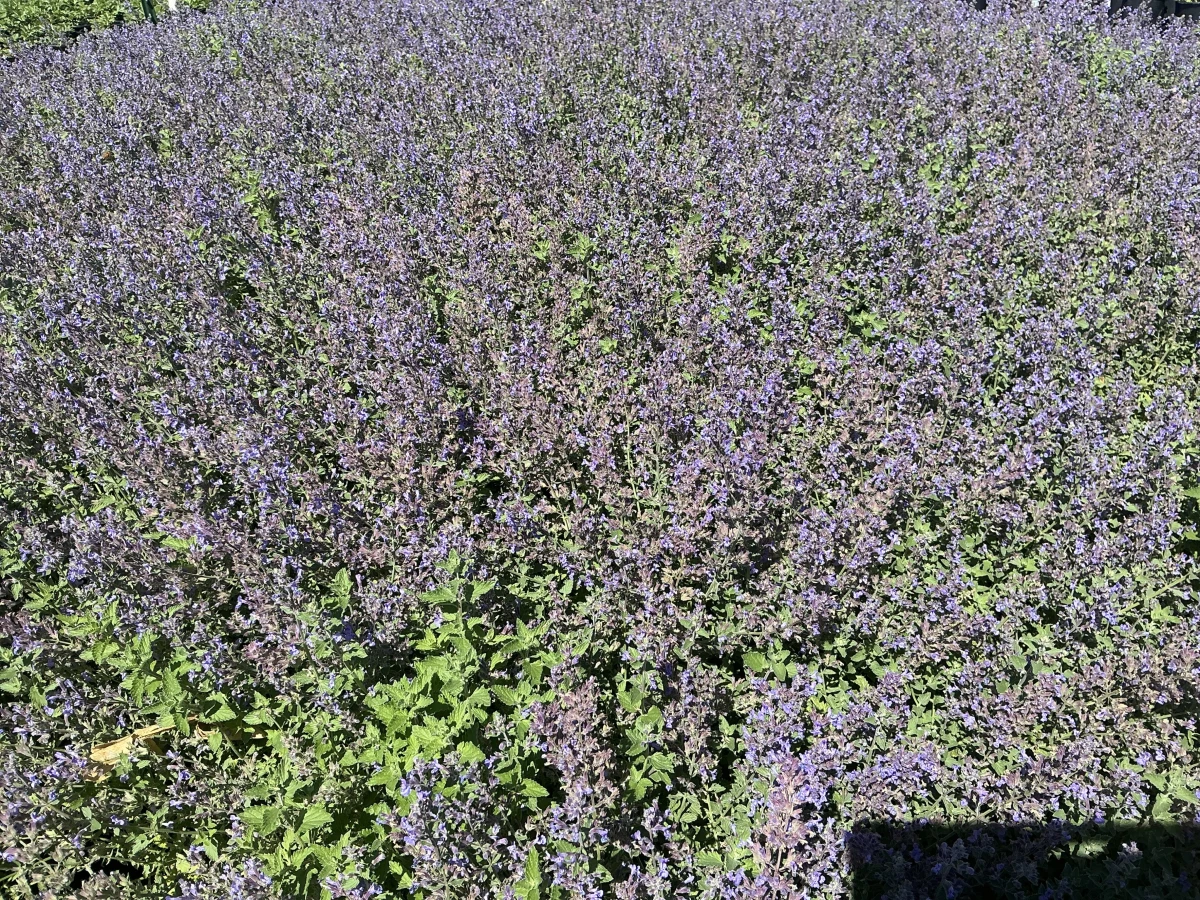 Catmint