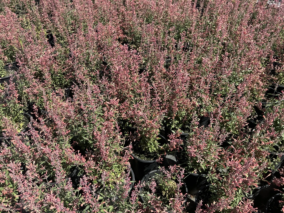 Hyssop, Hummingbird Mint