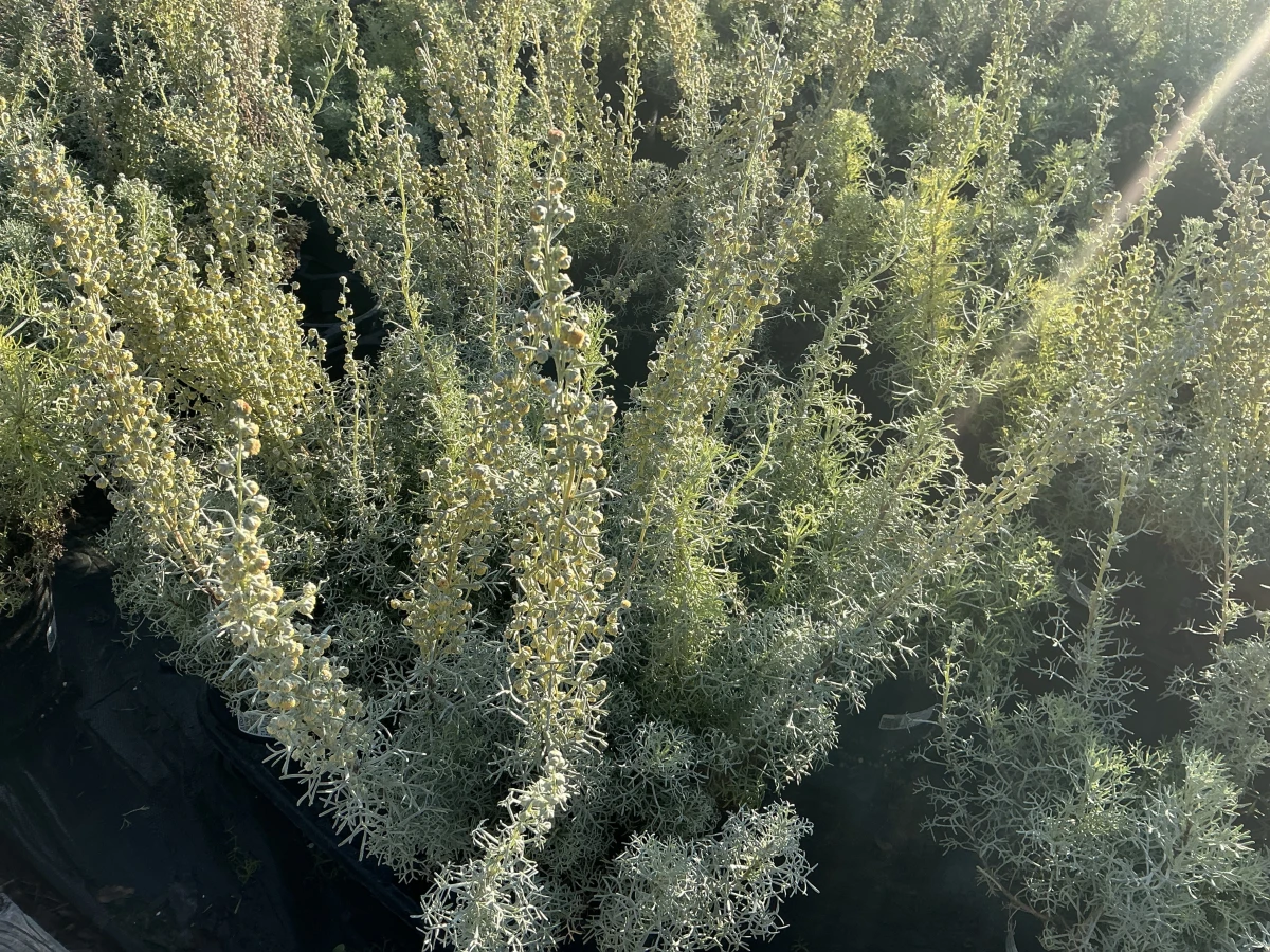 Seafoam Sage, Curlicue Sage