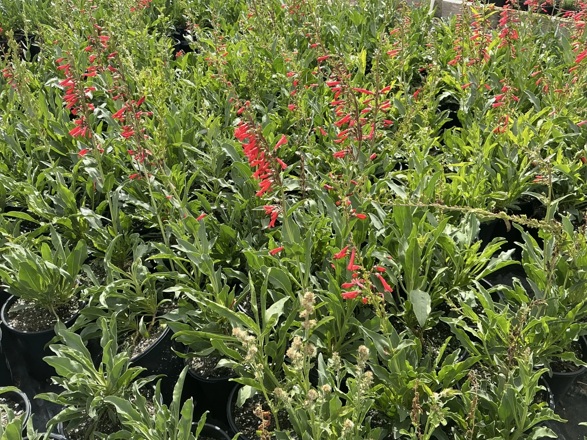 Firecracker Beardtongue