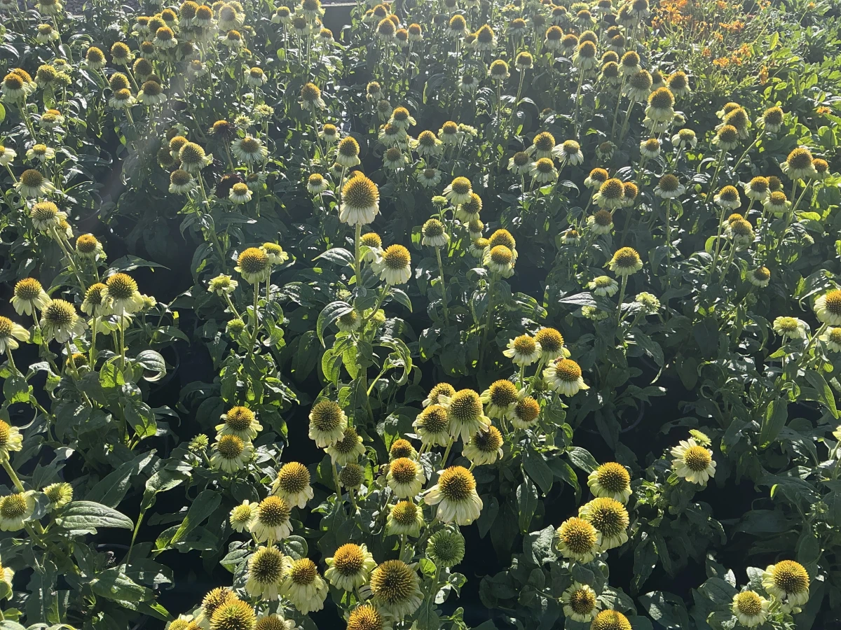 Coneflower
