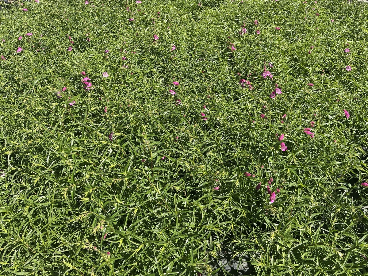 Beardtongue