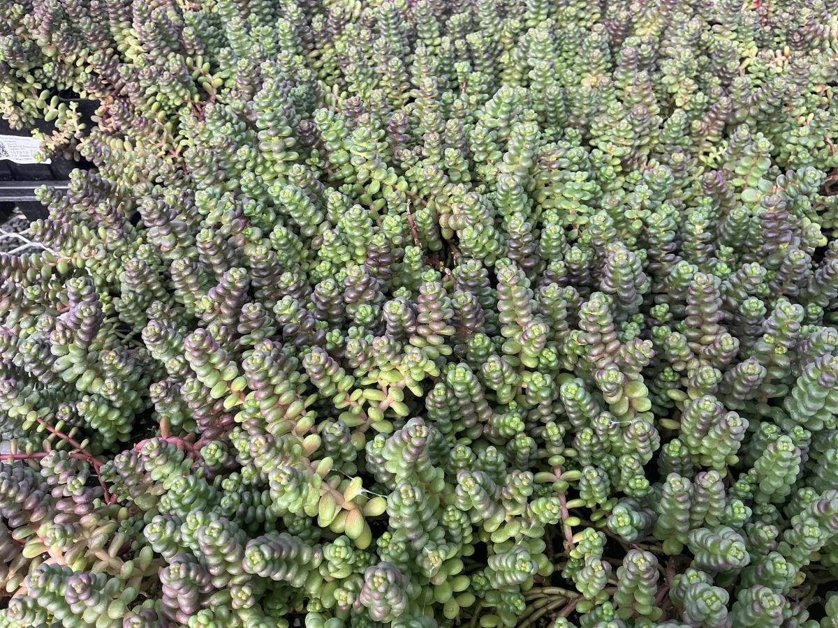 Stonecrop