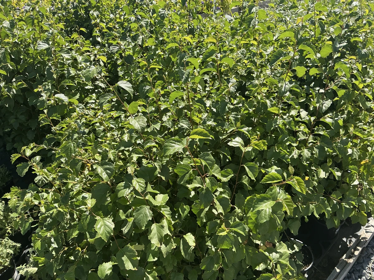 Western Water Birch
