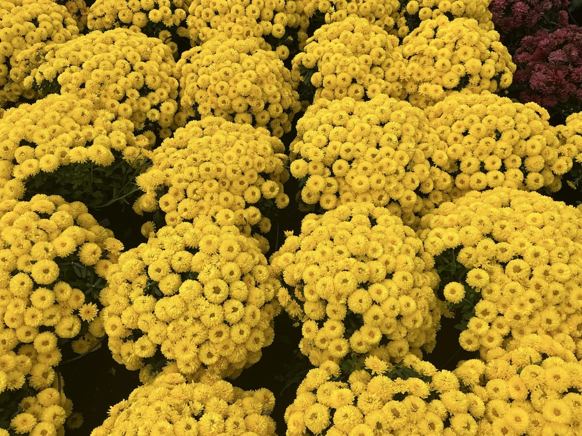 Garden Mum