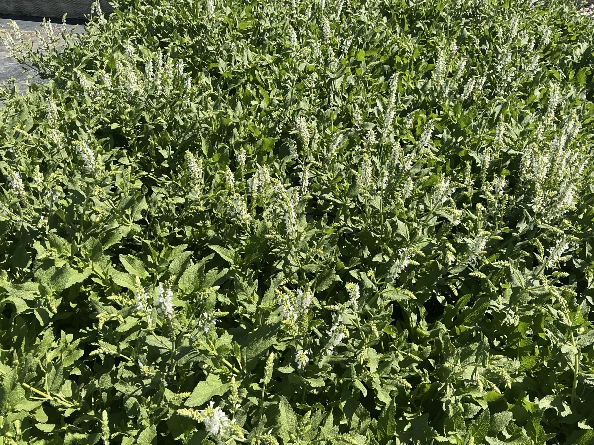 Meadow Sage