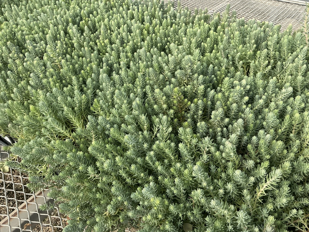 Stonecrop