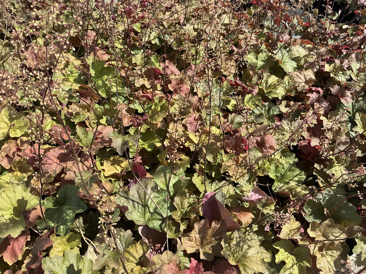 Coral Bells