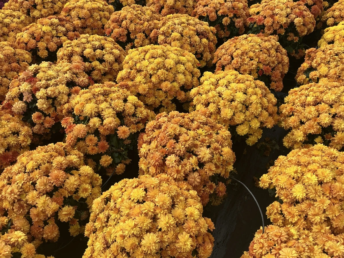 Garden Mum