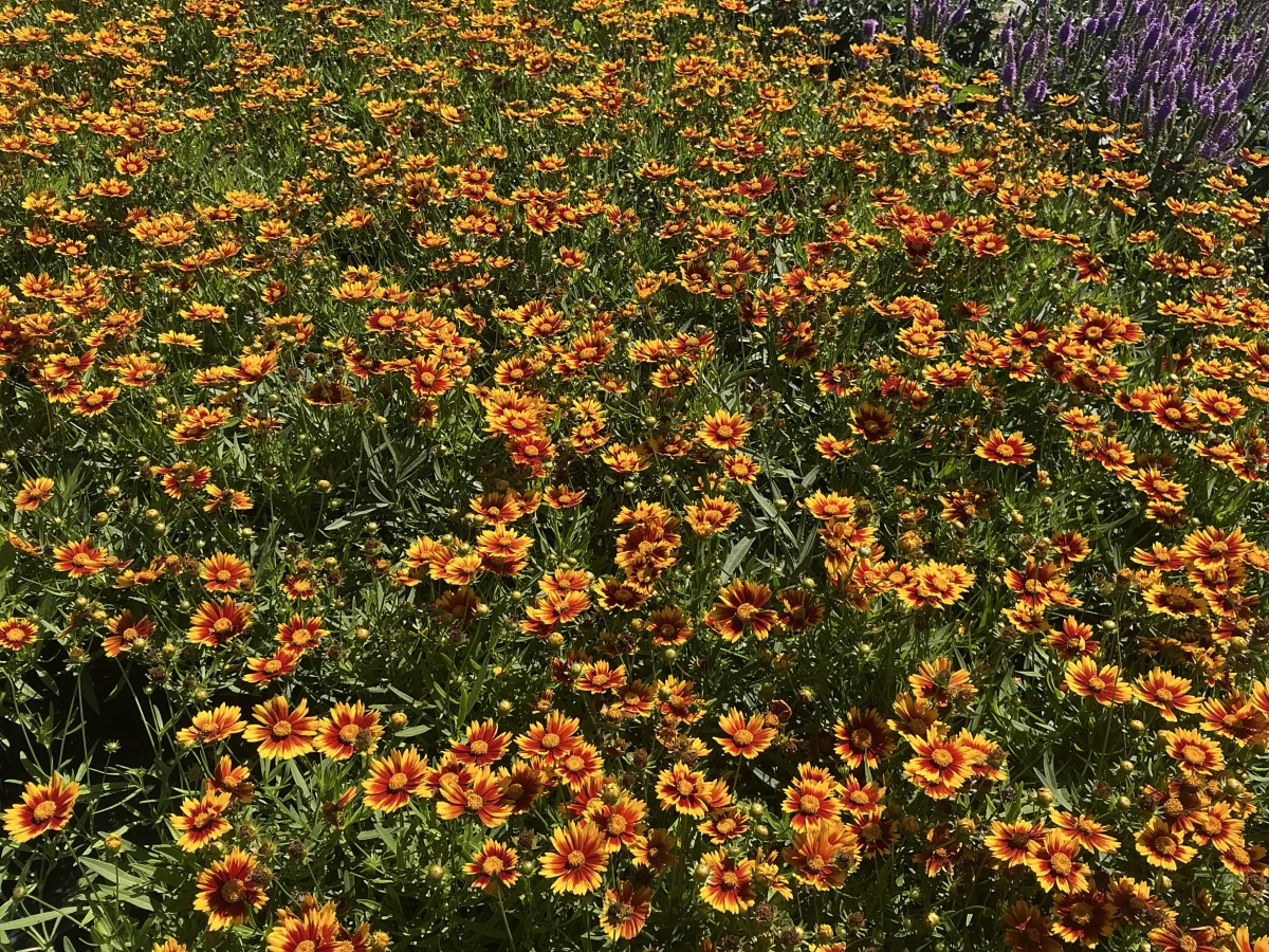 Tickseed