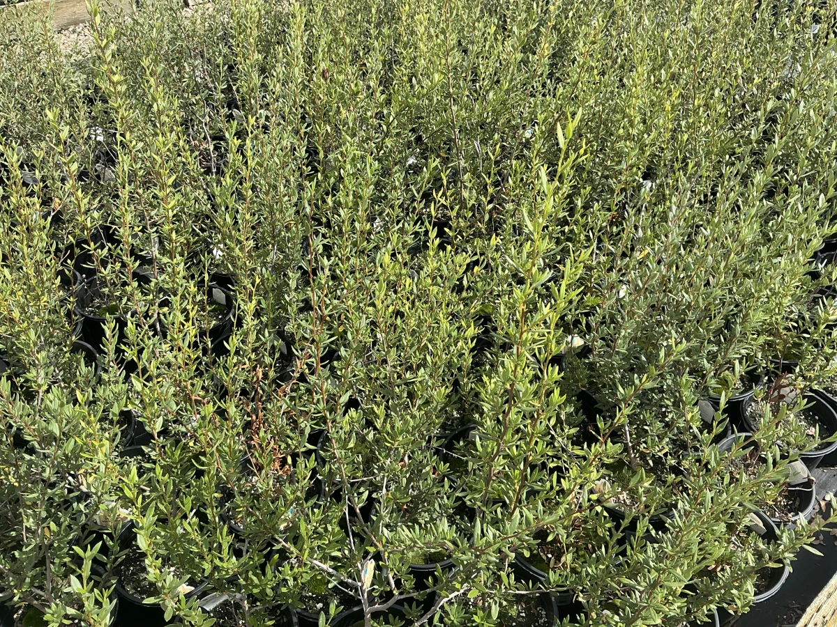 Curl Leaf Mountain Mahogany