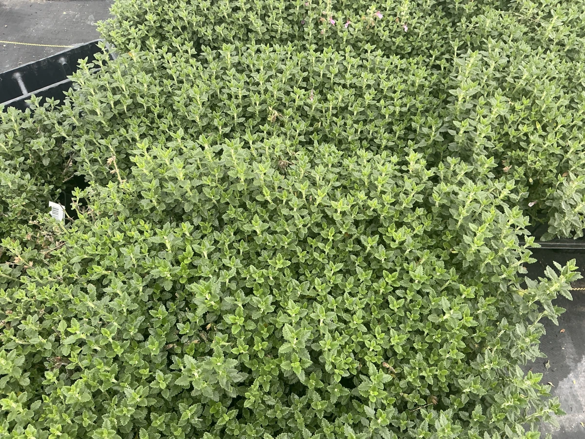 Germander