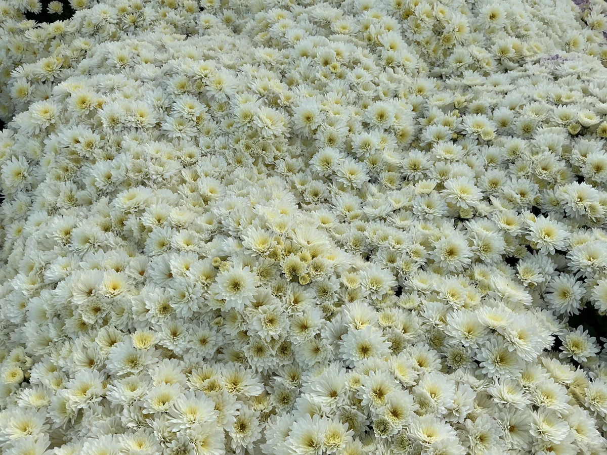 Garden Mum