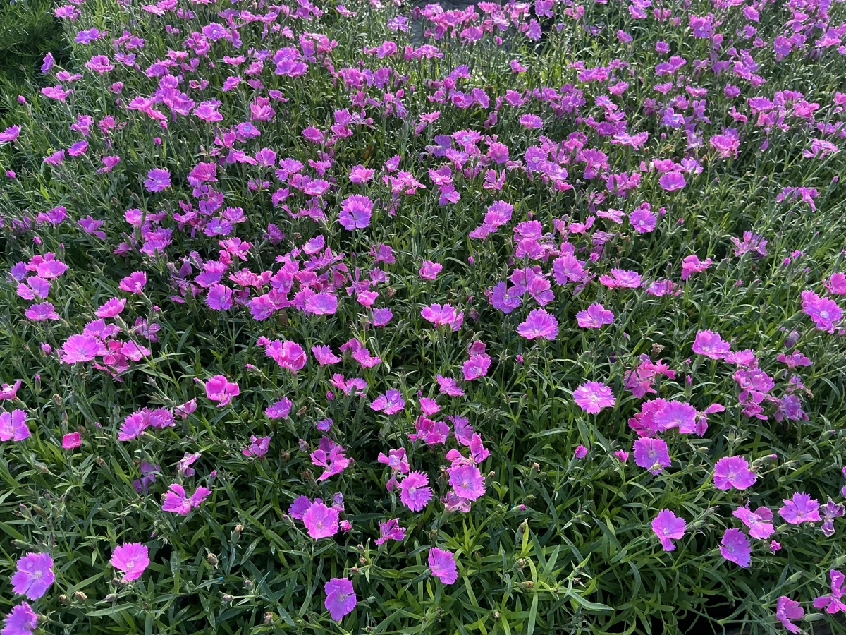 Pinks