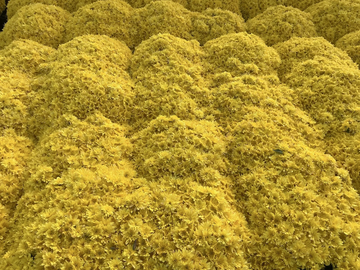 Garden Mum