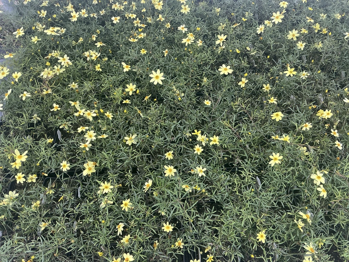 Threadleaf Coreopsis