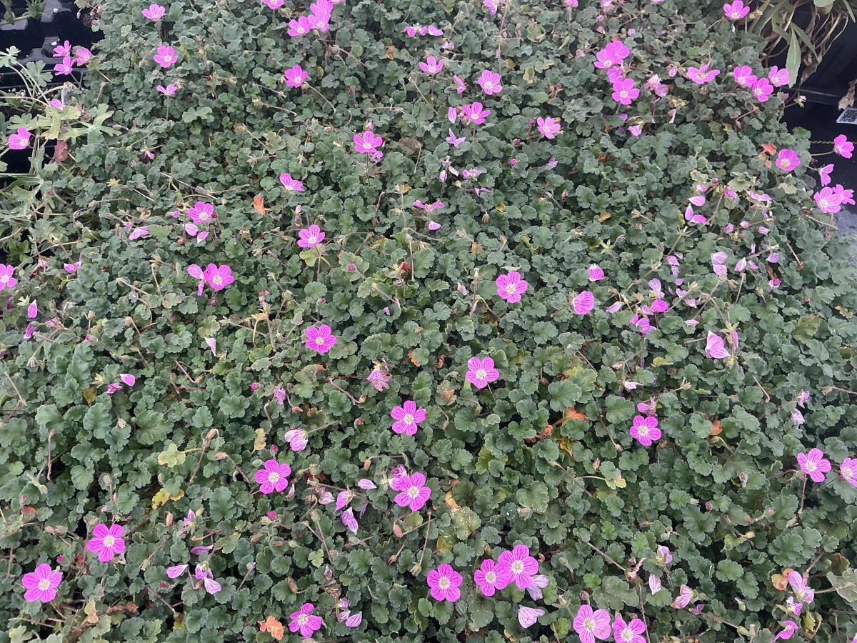 Heronsbill