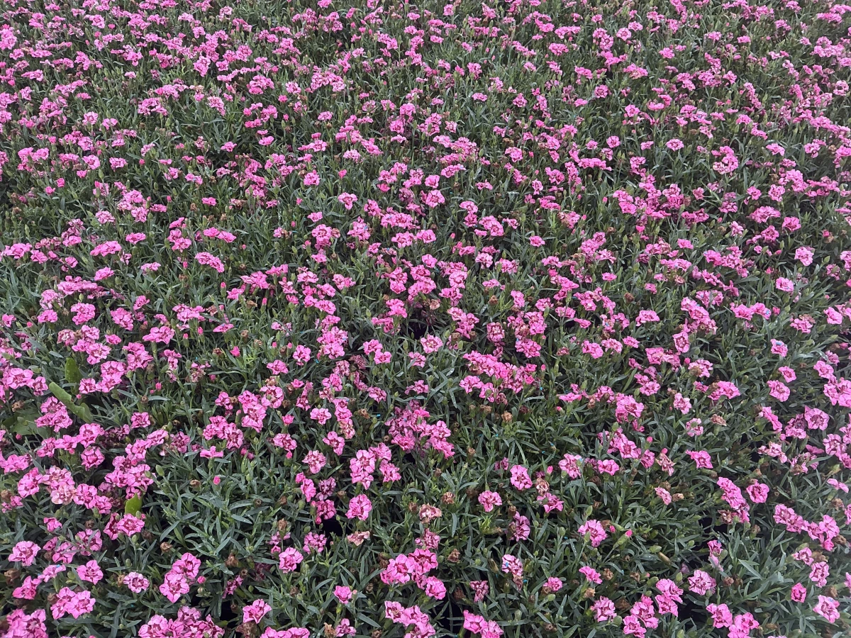Pinks