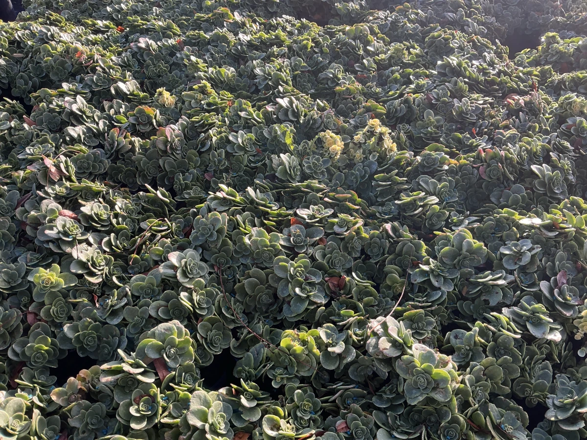 Stonecrop