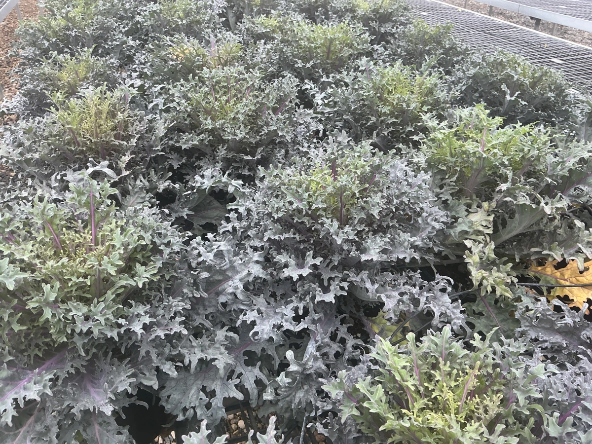 Flowering Kale