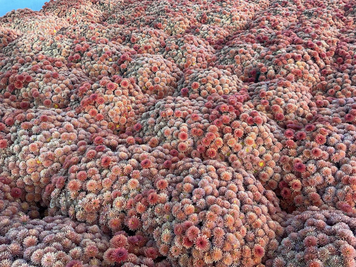 Garden Mum